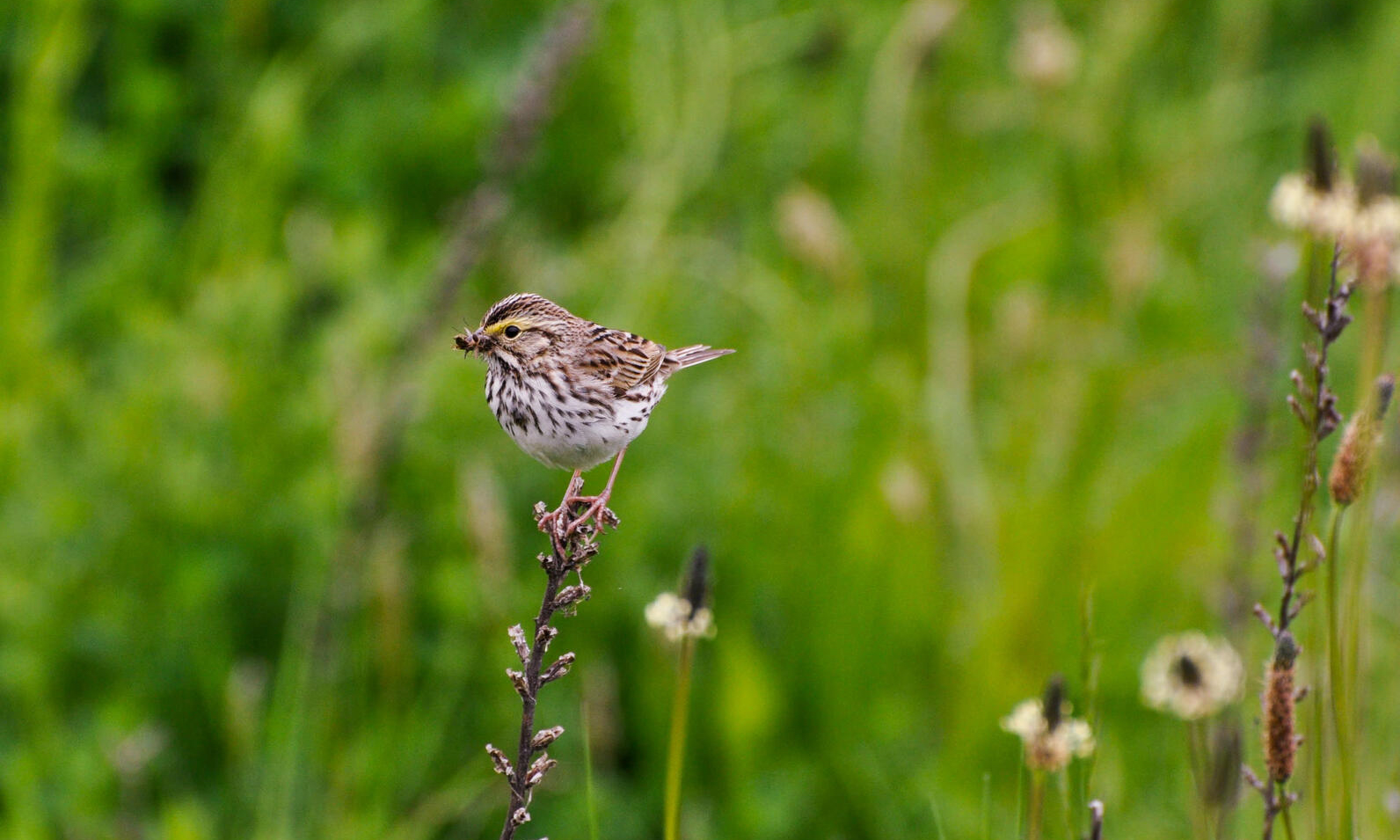 Savannah Sparrows are common grassland birds in Vermont pastures and hayfields. Photo by Margo Burnison, Audubon