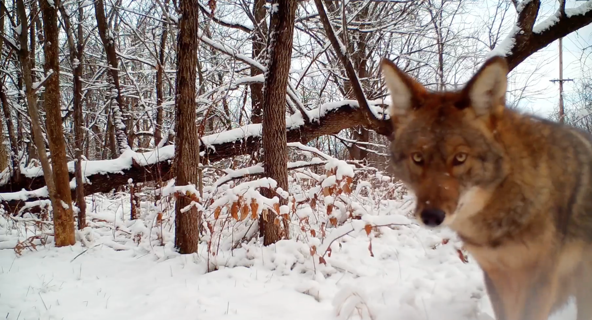 Trailcamera footage of coyotes in Vermont by Joshua Morse